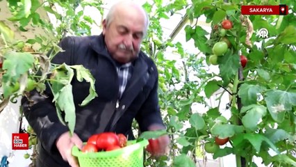 Sakarya'da evlerin terasında kurduğu seralarda 4 mevsim organik tarım yapıyor