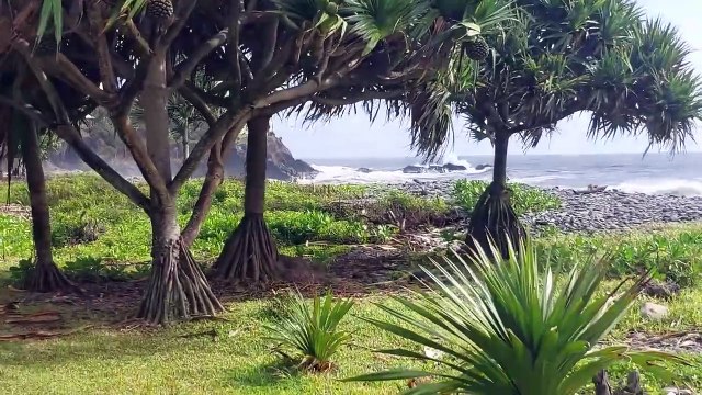 Marche sur le sentier littoral à saint benoît de la marine à rivière des roches - Île de la Réunion