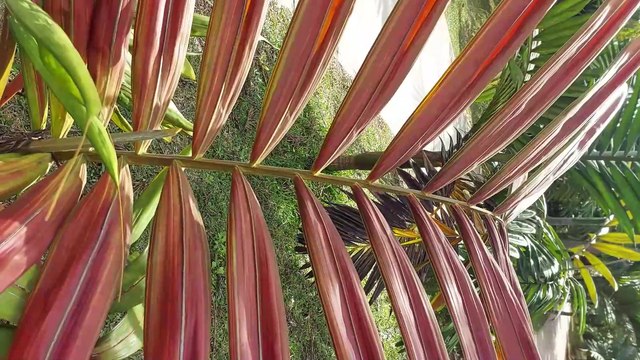 Parc des Palmiers, Tampon, île de la Réunion ‐ Réalisée avec Clipchamp