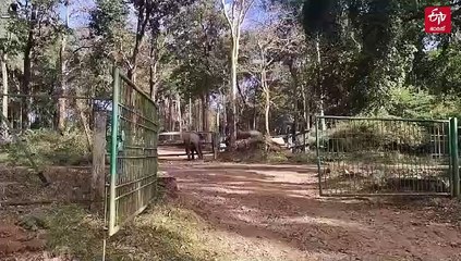 വനംവകുപ്പ് ഗേറ്റില്‍ തല കുടുങ്ങിയ കാട്ടാനയ്ക്ക് രക്ഷയായത് മറ്റൊരു കാട്ടാന