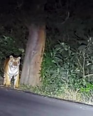 நீலகிரி மாவட்ட மஞ்சூரில் புலி நடமாட்டம்