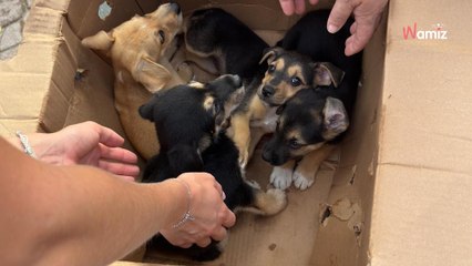 Volunteer finds two boxes in front of gates and his day is turned upside down