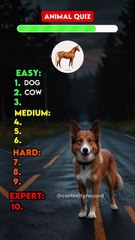 Can You Guess These 10 Animals From Their Picture?