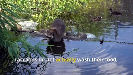 Fun Raccoon Facts, Discover the Smartest Night-Time Explorers!