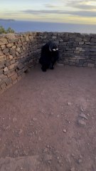 Elle a cru que je mangeais des dauphins 😂