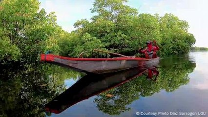 Philippines: How a coastal community has revived mangroves
