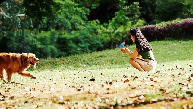 Discover why Golden Retrievers are the perfect first pets in this heartwarming video! 🐾