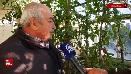 Sakarya'da evlerin terasında kurduğu seralarda 4 mevsim organik tarım yapıyor