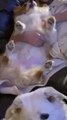 Corgi Enjoys Belly Rubs