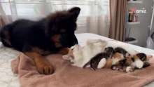 Kleiner Schäferhund entdeckt Kätzchen: Seine Reaktion ist zum Dahinschmelzen!