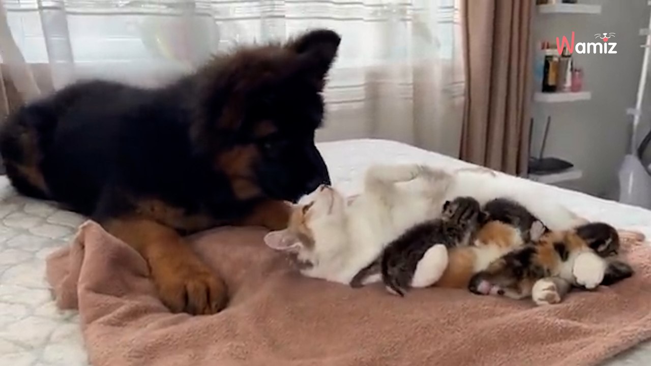 Kleiner Schäferhund entdeckt Kätzchen: Seine Reaktion ist zum Dahinschmelzen!