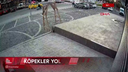 İstanbul'da sokakta beslenen köpekler yolda geçenlere saldırdı