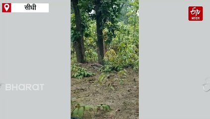 सीधी में बाघ ने पर्यटकों का रोका रास्ता, थमे गाड़ियों के पहिए, देखें वीडियो