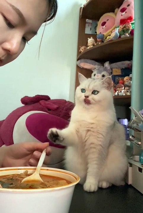 Cute animals😼funny cats #shorts