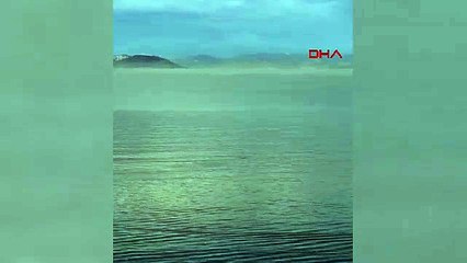 Yunusların nefes kesen gösterisi kamerada