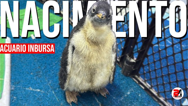 Nacimiento de Pingüinos en el Acuario Inbursa ¡Ponles nombre!