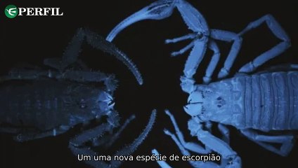 "Escorpião da Colômbia 'cuspe' veneno, Trump redecora Salão Oval e história por trás de Pisque Duas Vezes"