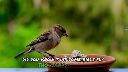 How Do Birds Sleep During Migration? 🦅