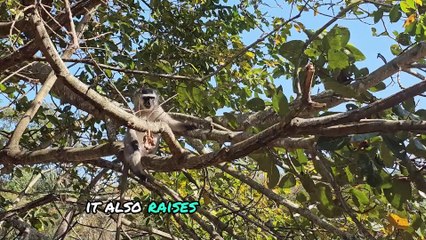 The Chilling Secrets of Morgan Island: Deadly Monkey Island