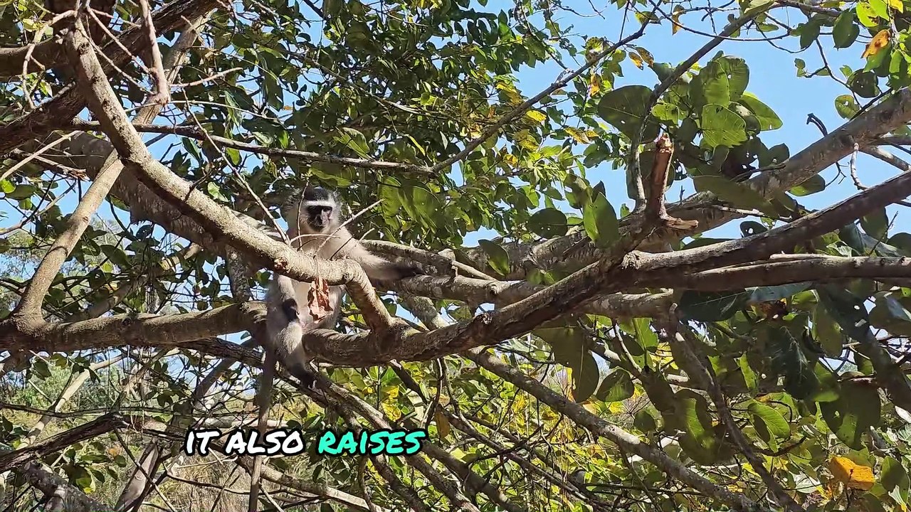 The Chilling Secrets of Morgan Island: Deadly Monkey Island
