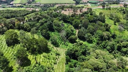 Cafezais sofrem com clima no Brasil e preço do grão dispara no mundo