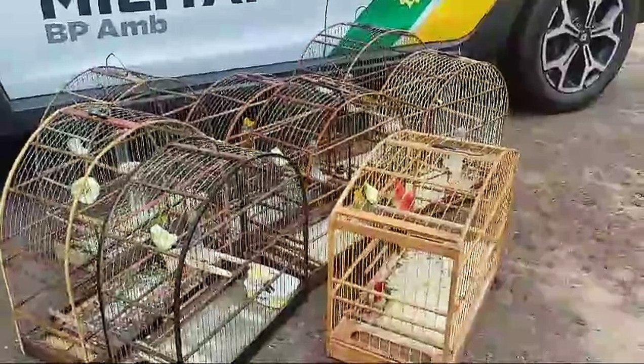 Polícia Ambiental apreende aves silvestres em Umuarama e Goioerê