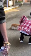 Un chat gelé... ou presque