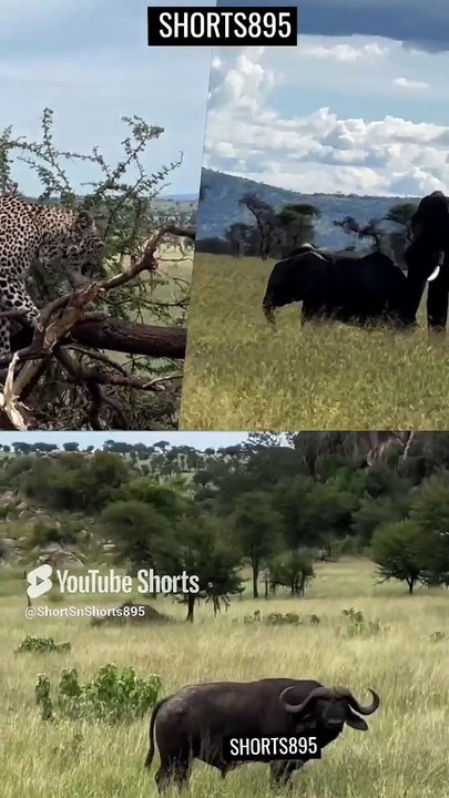 Savannah Giants and Predators_ Cheetah 🐆 Buffalo 🐃 Elephant 🐘 #sns895 (1)