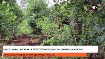 La Ley 25080 Clave para la Protección de Bosques Cultivados en Misiones