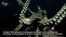 Why the DNA From These Two Octopus Species Show a Very Serious Warning About Climate Change