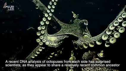Why the DNA From These Two Octopus Species Show a Very Serious Warning About Climate Change
