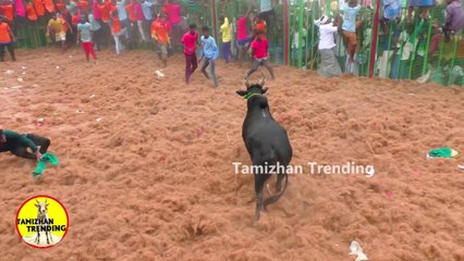 Top 15 Bull-Taming scenes 2025 Tamilnadu, India