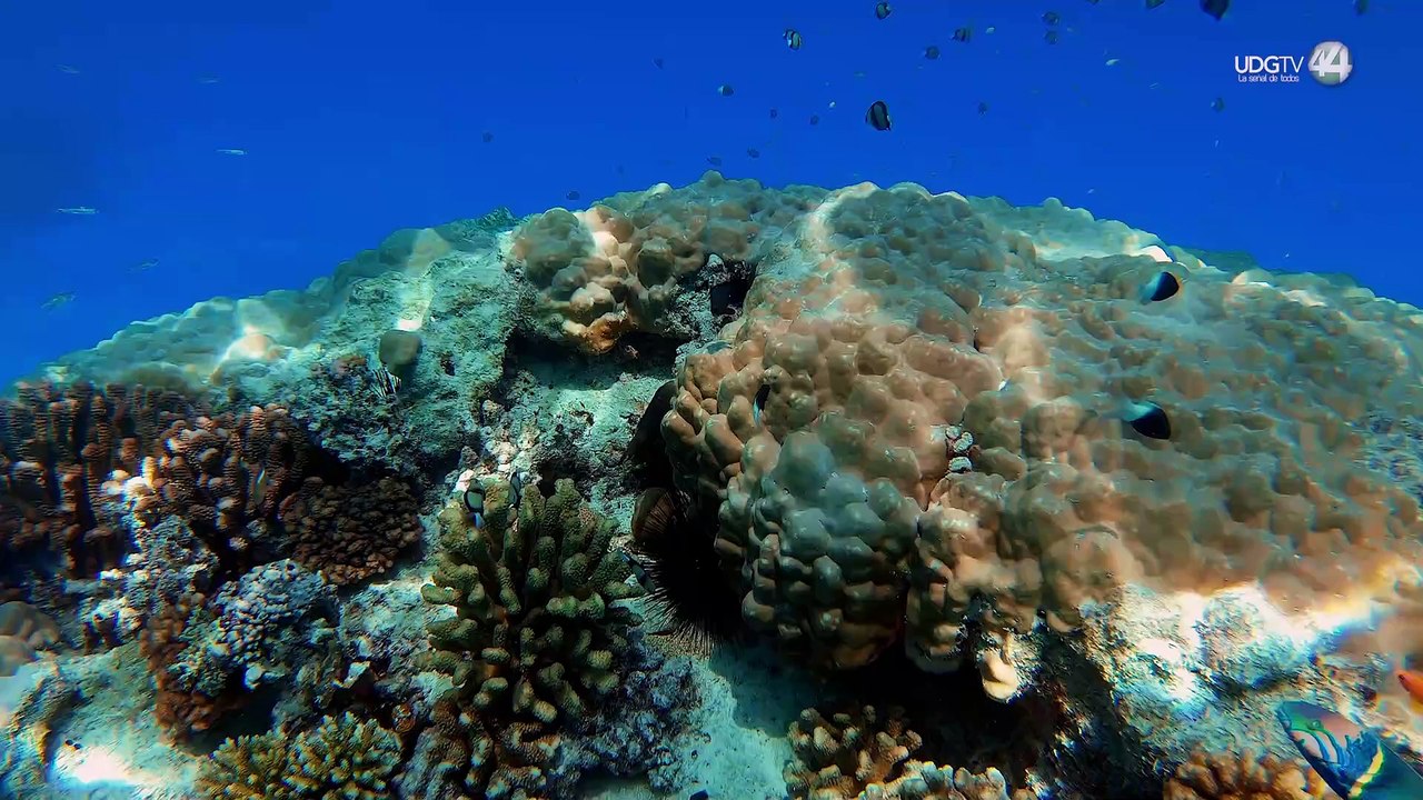 Ven recuperación lenta del coral en las Islas Marietas