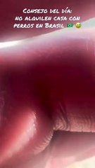 Perros rodean a una familia en la piscina en Brasil