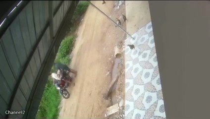 Video: Tres hombres en motocicleta intentaron robar cerdos en Montero 