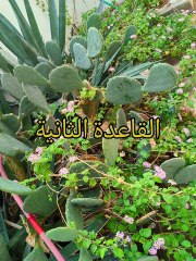 القواعد الأربع