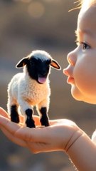 Small boy play with sheep