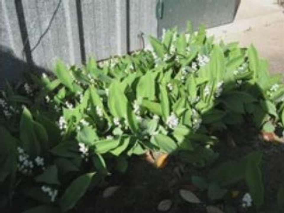 Le muguet