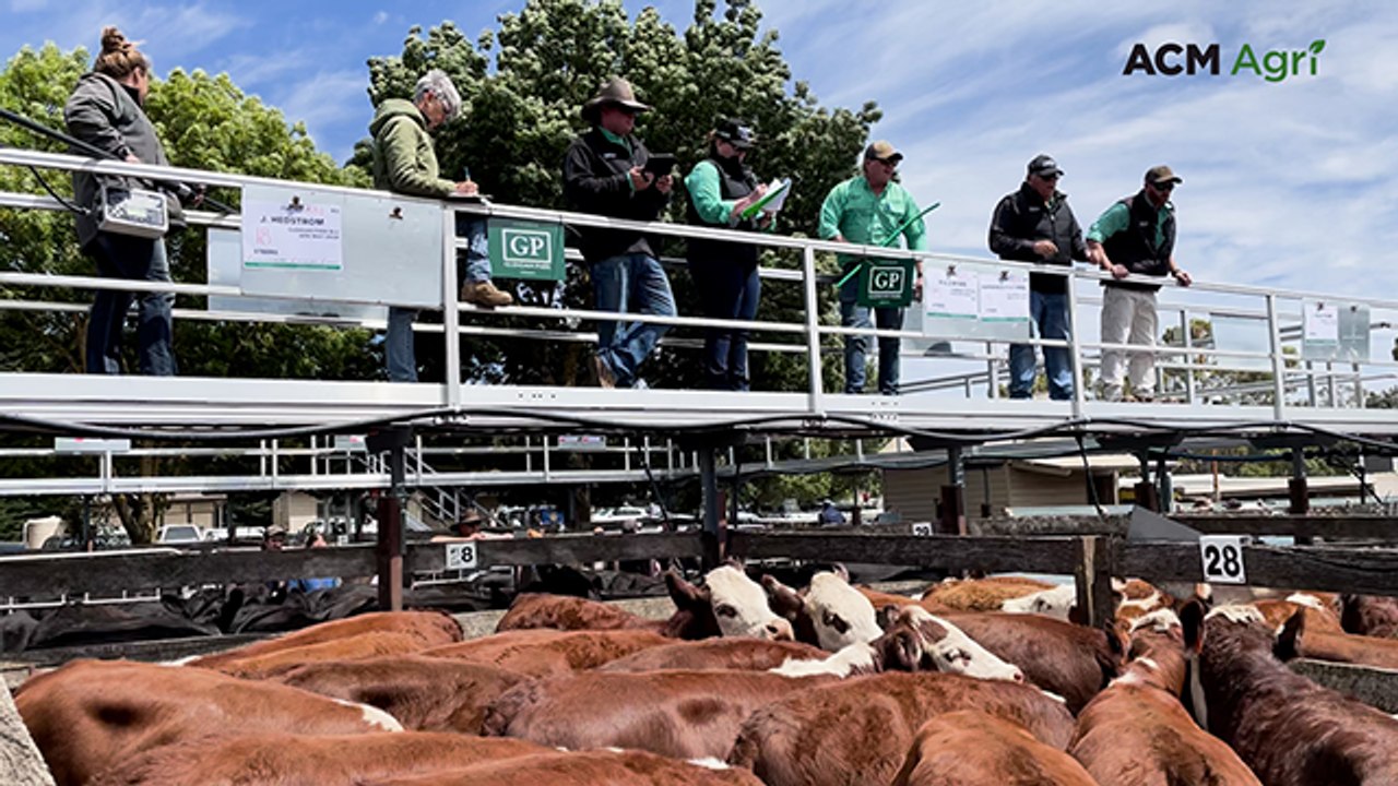 Quality calves keep prices steady at Kyneton despite absence of northern buyers.