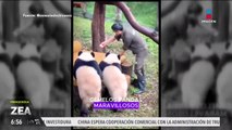 Captan a pandas gemelos realizando movimientos perfectamente sincronizados