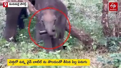 Viral video baby elephant grab try to drink alcohol in empty bottle