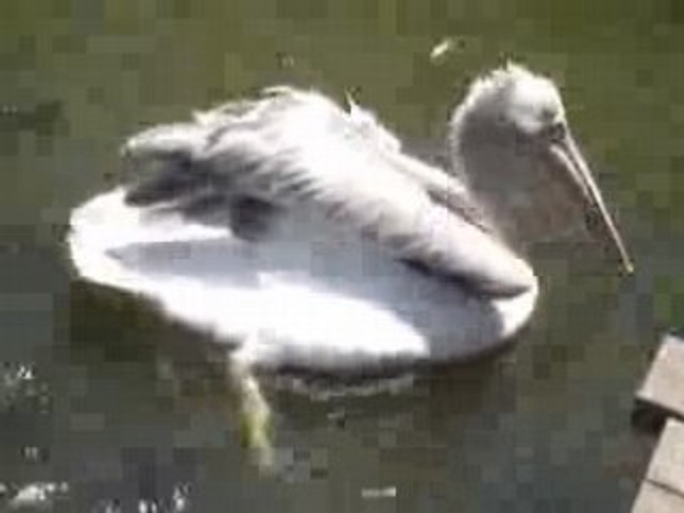 ざまぁペリカン