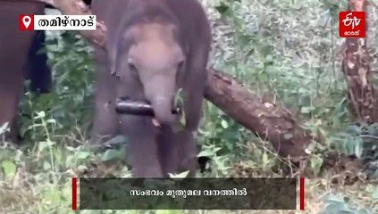 മദ്യകുപ്പി തുമ്പി കൈയിൽ പിടിച്ച് അത് വായിലേക്കാക്കാൻ ശ്രമിച്ച് കുട്ടിക്കുറുമ്പൻ; വീഡിയോ വൈറൽ