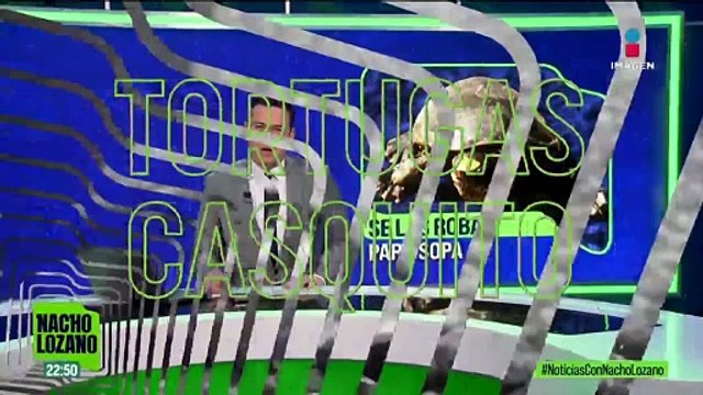 Roban en Puerto Vallarta 55 tortugas de casquito; en internet se venden en más de 400 mil pesos