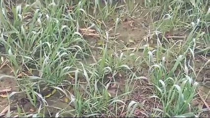 आज मध्यरात्रि से मौसम में बदलाव की संभावना : पिछले तीन-चार दिन से निकली धूप से ठंड से दिलाई राहत : भिवानी के मौसम वैज्ञानिक डा. देवीलाल ने कहा : आज मध्य रात्रि से मौसम में बदलाव की संभावना