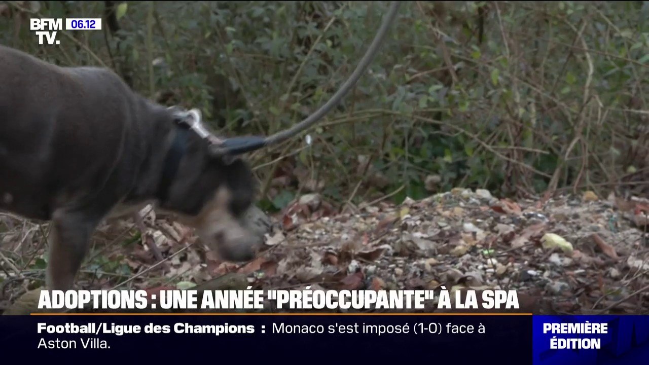 La SPA préoccupée par la baisse des adoptions de chiens en 2024