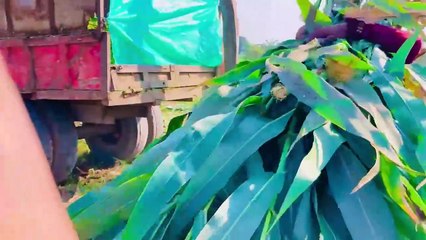 VID-20250116-WA0106