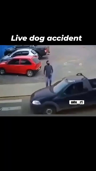Dog run