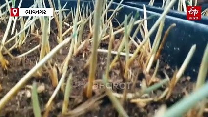 BA પાસ યુવકે કરી કમાલ! ભાવનગરના યુવા ખેડૂતે મહેનત વગર કેસરમાં કરી લાખોની કમાણી