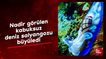 Nadir görülen kabuksuz deniz salyangozunun büyüleyici görüntüleri